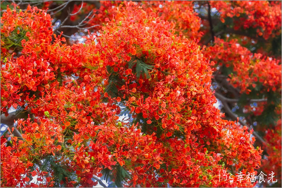 嘉義鳳凰花,鳳凰花,朴子鳳凰花,嘉義旅遊景點,嘉義網美拍照景點,嘉義,朴子,嘉義景點,嘉義一日遊,朴子景點,嘉義旅行,朴子順安里鳳凰花,朴子古厝鳳凰花 @13's幸福食光