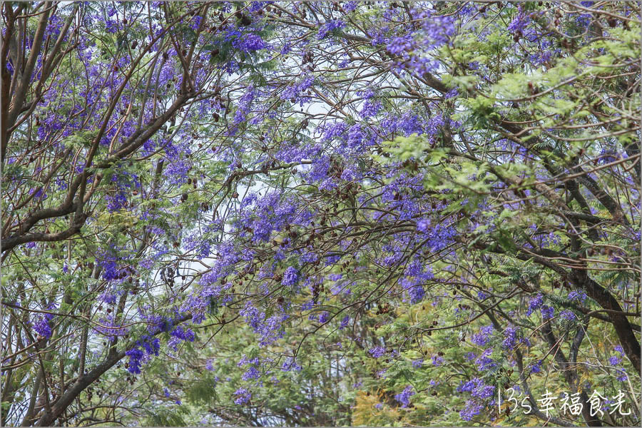 嘉義景點,嘉義IG打卡景點,嘉義一日遊,藍花楹2021,嘉義賞花,嘉義藍花楹2021,嘉義旅行,嘉義行程,嘉義兩天一夜,嘉義東區,藍花楹隧道,藍花楹嘉義,嘉義旅遊景點,嘉義後庄里藍花楹,嘉義,藍花楹 @13's幸福食光