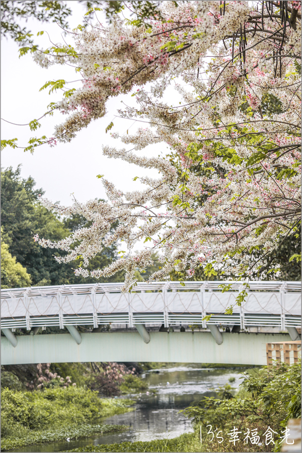 【屏東花旗木】粉白櫻花美景帶人一秒到日本！屏東「潮州河濱公園花旗木」浪漫盛開｜桃紅陣雨樹｜屏東花旗木景點｜屏東潮州旅遊 @13&#039;s幸福食光