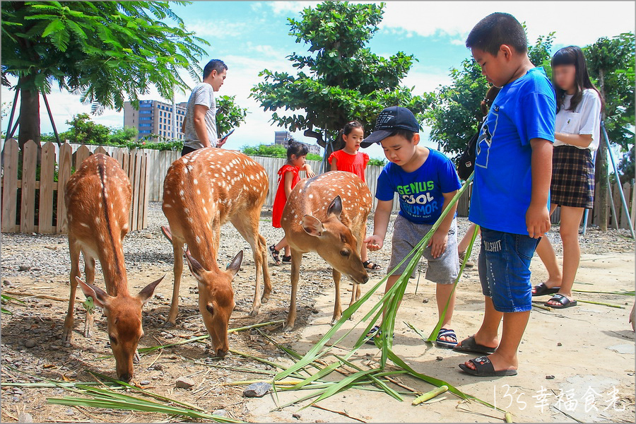 【屏東墾丁梅花鹿公園】恆春親子景點「鹿境Paradise of deer」大人小孩都玩的開心｜鹿境梅花鹿生態公園｜台版奈良梅花鹿公園｜鹿境門票｜墾丁行程｜墾丁兩天一夜 @13&#039;s幸福食光