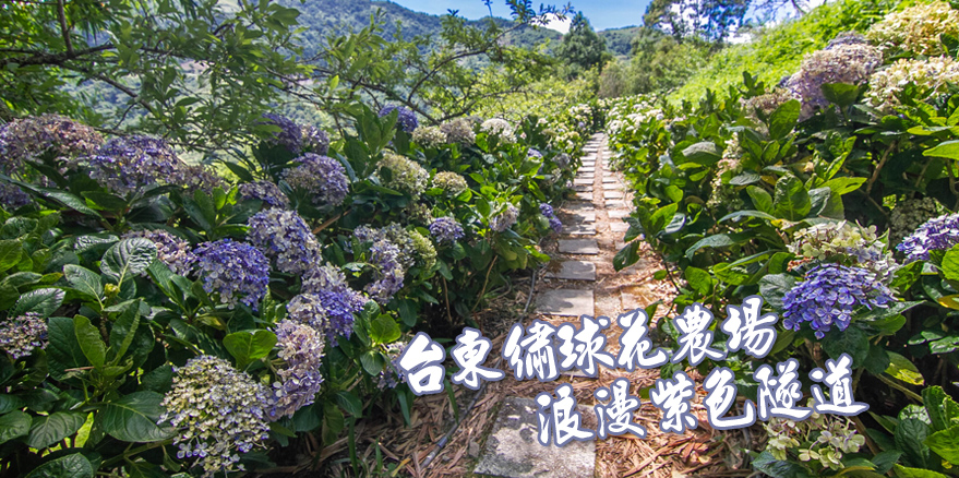 台東繡球花 太麻里金針山繡球花開形成夢幻靛藍花隧道 台東太麻里 青山農場繡球花2020 太麻里繡球花 青山農場咖啡 太麻里景點 台東旅遊景點