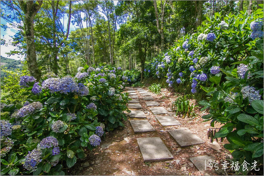 青山農場,太麻里,繡球花,青山農場繡球花,青山農場繡球花2020,台東,青山農場繡球花季,台東景點,台東繡球花,台東旅遊,太麻里繡球花,青山農場咖啡,青山農場附近景點,台東旅遊景點,繡球花景點,太麻里金針山,太麻里景點 @13's幸福食光