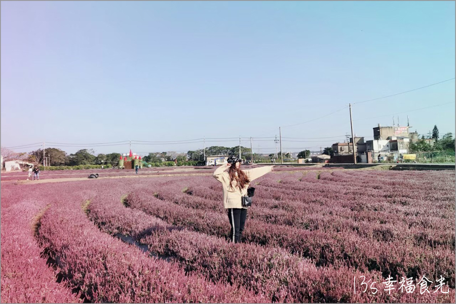 桃園仙草花節,2020仙草花,楊梅仙草花節,楊梅景點,楊梅仙草花,桃園ig打卡,桃園仙草花,楊梅,楊梅仙草花海,上湖派出所仙草花,桃園旅遊景點,普羅旺斯仙草花海,桃園,仙草花海,桃園景點,微見仙境,桃園賞花,楊梅休閒農業區,2020桃園仙草花節,桃園花海 @13's幸福食光