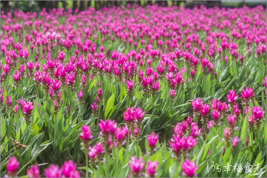 20250730-pom0p