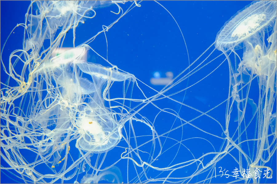 20250730-0ltau 20250730-0ltau