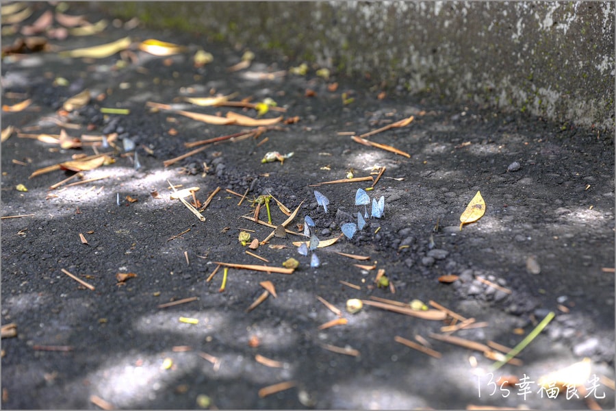 20250730-vpdyz