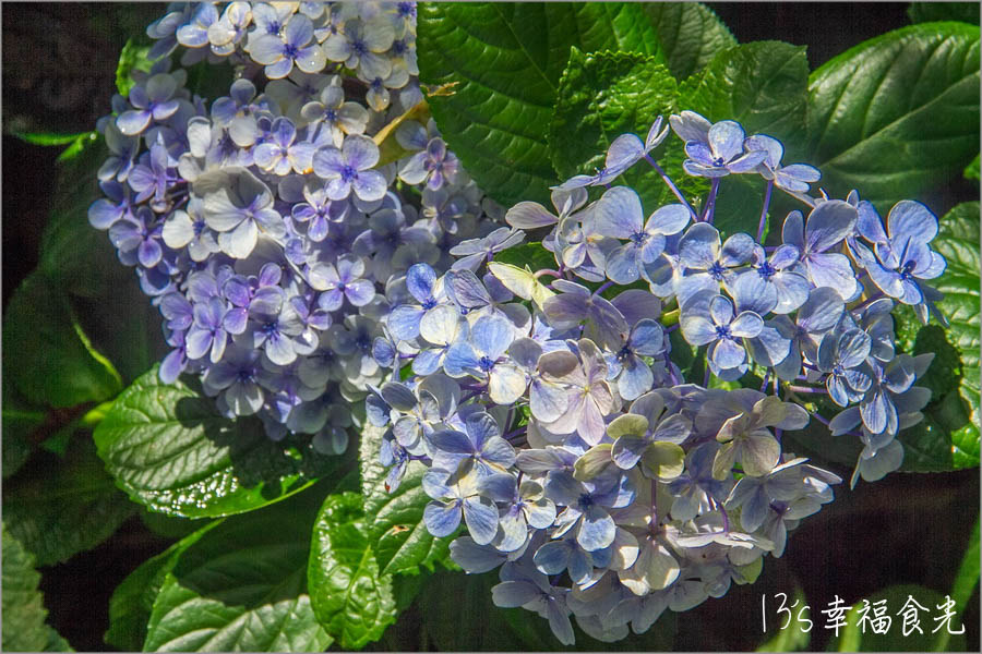 20250730-ajjjl