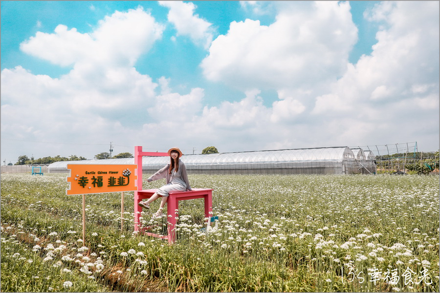 【彰化韭菜花季2024】彰化田尾老家三合院《幸福韭韭．韭菜花海》彰化九月雪～浪漫花開⌇台糖135巡道車與雪白花海拍翻天⌇田尾韭菜花田位置⌇彰化韭菜花海2024 @13&#039;s幸福食光