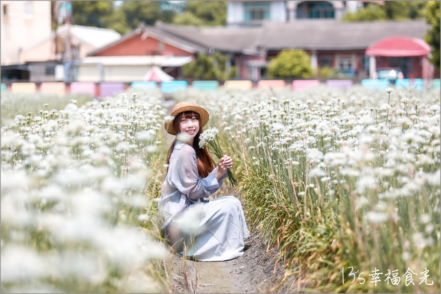 【彰化韭菜花季2024】彰化田尾老家三合院《幸福韭韭．韭菜花海》彰化九月雪～浪漫花開⌇台糖135巡道車與雪白花海拍翻天⌇田尾韭菜花田位置⌇彰化韭菜花海2024 @13&#039;s幸福食光