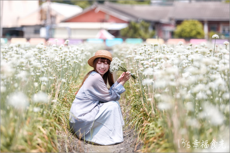 【彰化韭菜花季2024】彰化田尾老家三合院《幸福韭韭．韭菜花海》彰化九月雪～浪漫花開⌇台糖135巡道車與雪白花海拍翻天⌇田尾韭菜花田位置⌇彰化韭菜花海2024 @13&#039;s幸福食光