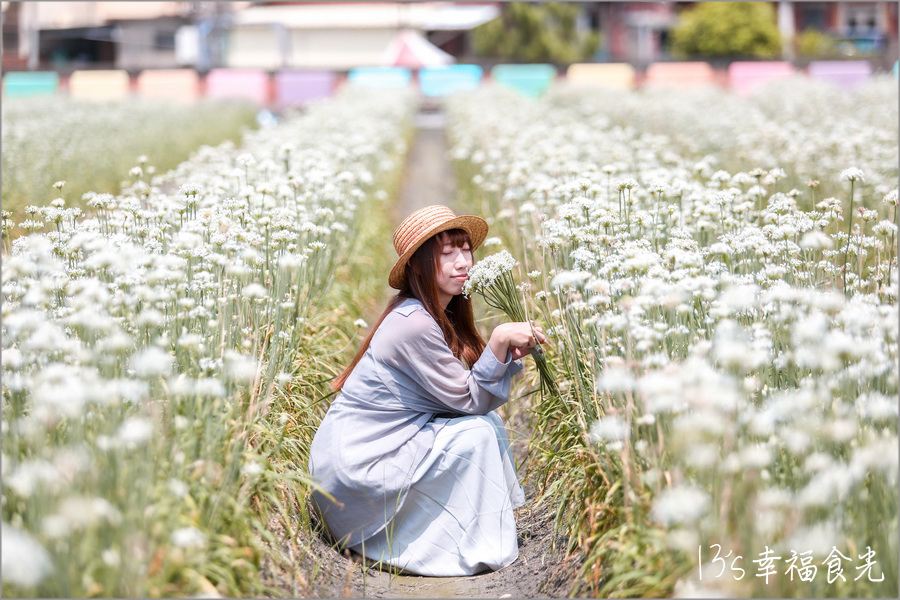 【彰化韭菜花季2024】彰化田尾老家三合院《幸福韭韭．韭菜花海》彰化九月雪～浪漫花開⌇台糖135巡道車與雪白花海拍翻天⌇田尾韭菜花田位置⌇彰化韭菜花海2024 @13&#039;s幸福食光