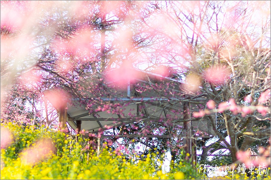 20250730-5mspl 20250730-5mspl