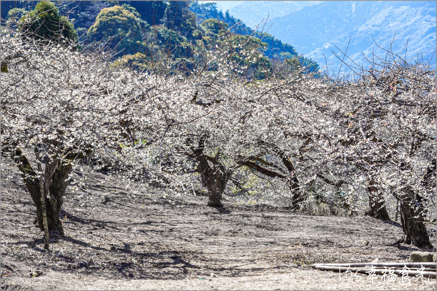 20250730-u6j8d 20250730-u6j8d