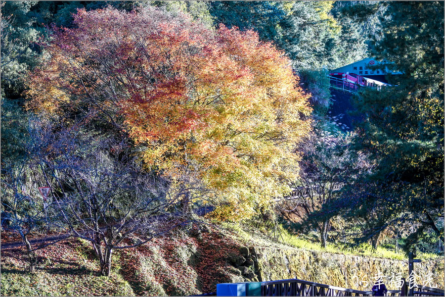 【阿里山小火車旅遊】阿里山兩天一夜行程《林鐵全線通車》搭著阿里山中興號上山住一晚！看阿里山日出｜坐蒸汽小火車(季節限定賞楓列車)｜極光祝山啤酒祝山杯｜奮起湖車庫園區｜得恩亞納 @13&#039;s幸福食光