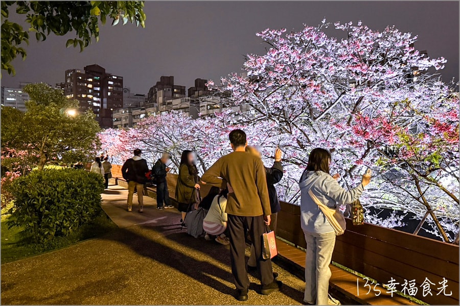 樂活公園櫻花202