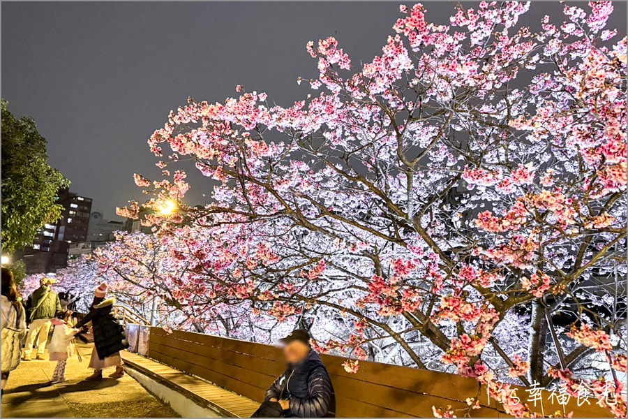 樂活公園櫻花202