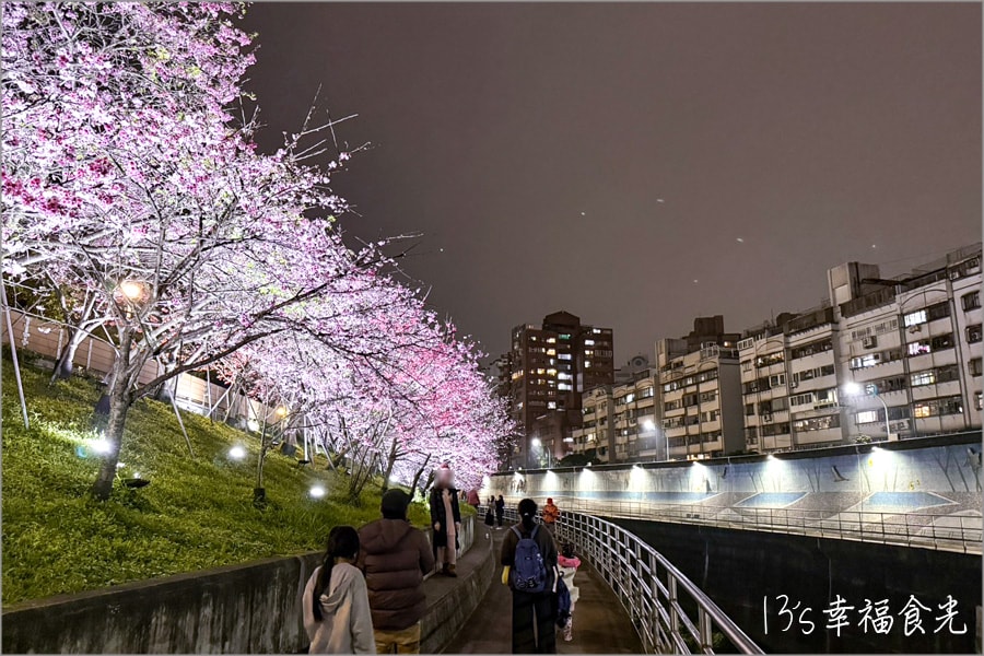 樂活公園櫻花202
