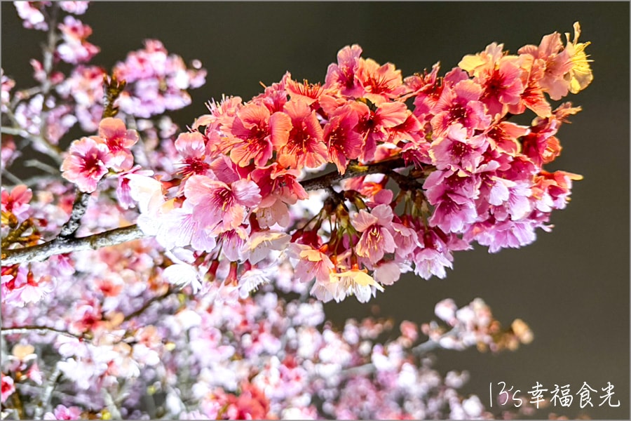 樂活公園櫻花202