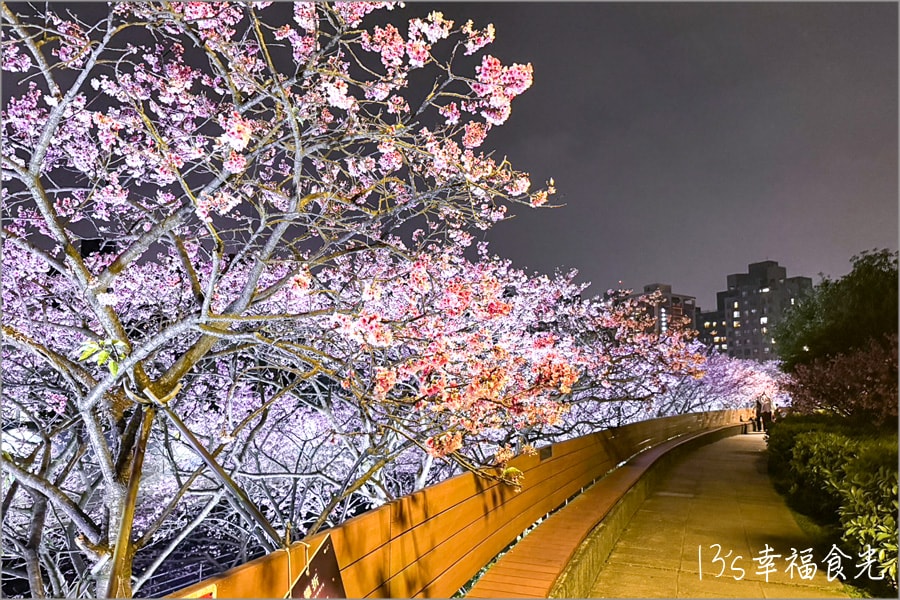 樂活公園櫻花202
