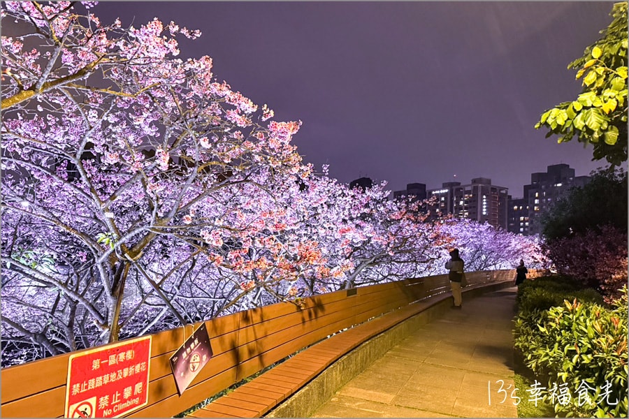 樂活公園櫻花202