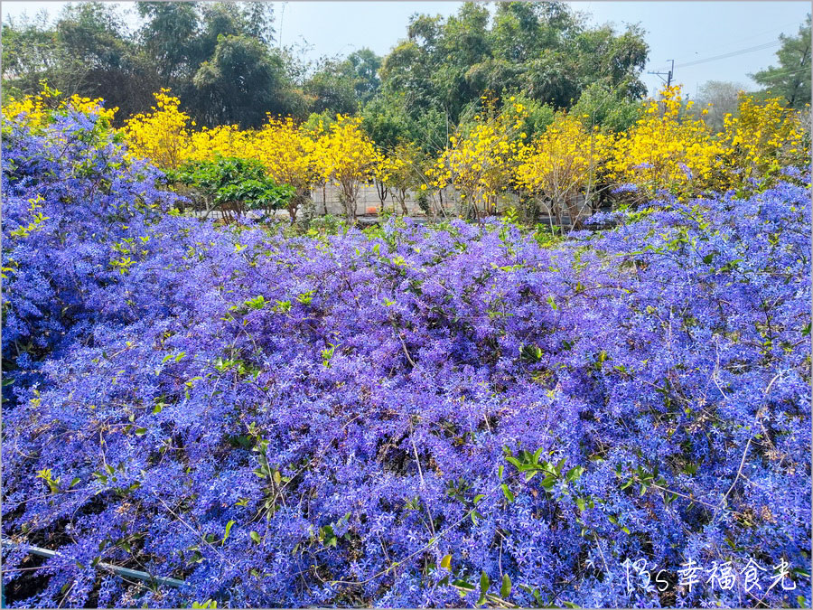 【南投風鈴木景點】黃花紫花浪漫對決～南投市《漳和社區快樂園》小而美的在地人賞花秘境｜南投錫葉藤景點｜南投賞花景點｜南投黃花風鈴木2025 @13&#039;s幸福食光