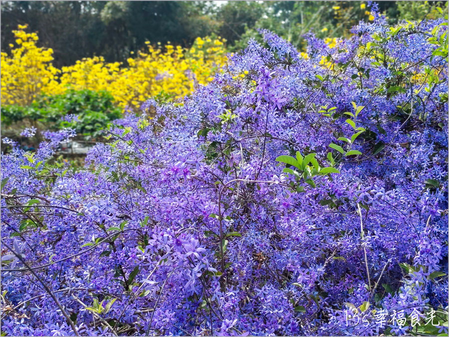 【南投風鈴木景點】黃花紫花浪漫對決～南投市《漳和社區快樂園》小而美的在地人賞花秘境｜南投錫葉藤景點｜南投賞花景點｜南投黃花風鈴木2025 @13&#039;s幸福食光