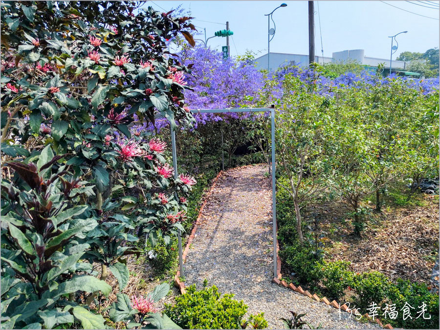 【南投風鈴木景點】黃花紫花浪漫對決～南投市《漳和社區快樂園》小而美的在地人賞花秘境｜南投錫葉藤景點｜南投賞花景點｜南投黃花風鈴木2025 @13&#039;s幸福食光