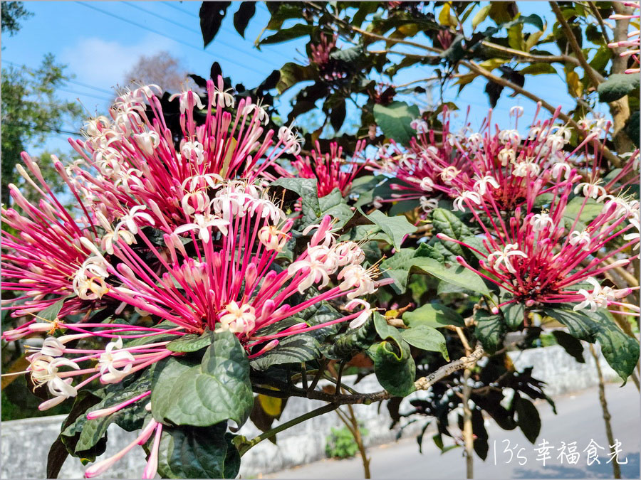 【南投風鈴木景點】黃花紫花浪漫對決～南投市《漳和社區快樂園》小而美的在地人賞花秘境｜南投錫葉藤景點｜南投賞花景點｜南投黃花風鈴木2025 @13&#039;s幸福食光