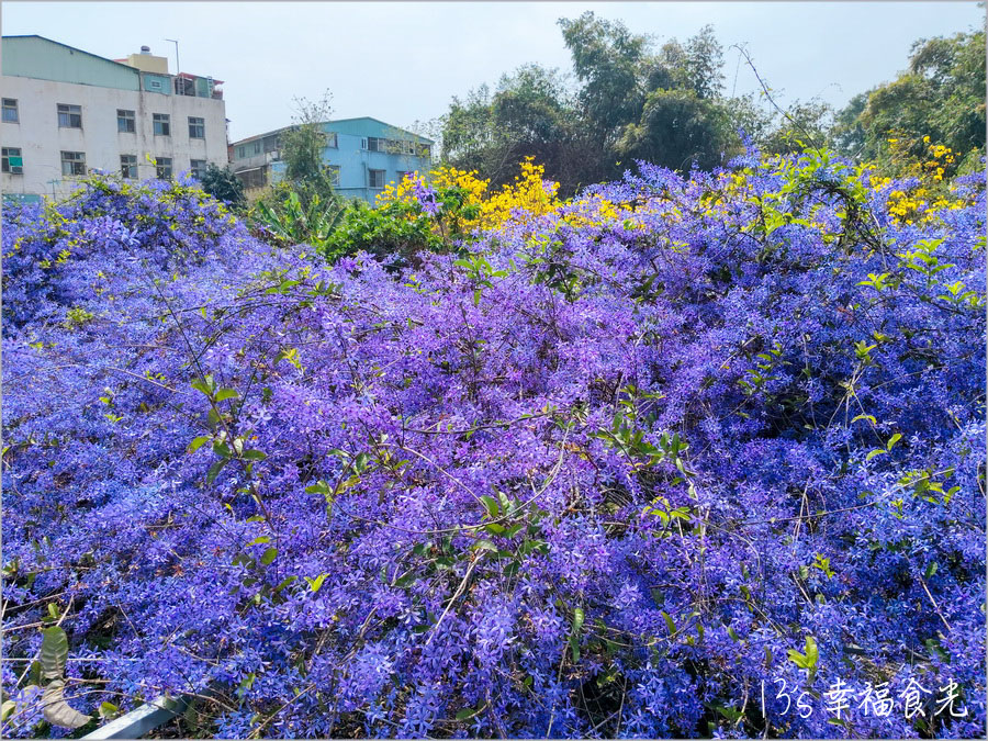 【南投風鈴木景點】黃花紫花浪漫對決～南投市《漳和社區快樂園》小而美的在地人賞花秘境｜南投錫葉藤景點｜南投賞花景點｜南投黃花風鈴木2025 @13&#039;s幸福食光