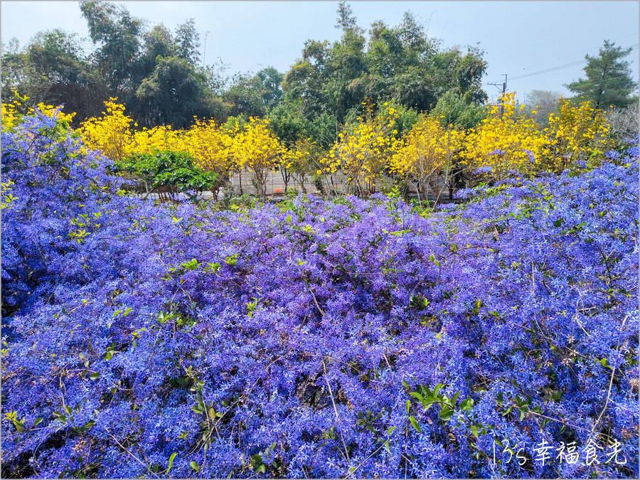 【南投風鈴木景點】黃花紫花浪漫對決～南投市《漳和社區快樂園》小而美的在地人賞花秘境｜南投錫葉藤景點｜南投賞花景點｜南投黃花風鈴木2025 @13&#039;s幸福食光