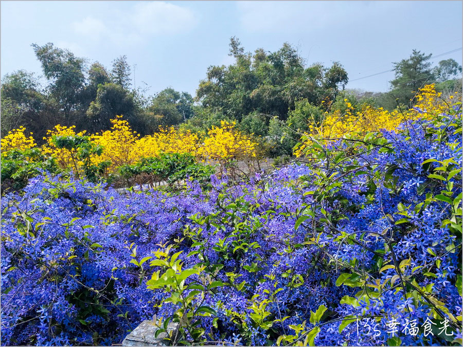 【南投風鈴木景點】黃花紫花浪漫對決～南投市《漳和社區快樂園》小而美的在地人賞花秘境｜南投錫葉藤景點｜南投賞花景點｜南投黃花風鈴木2025 @13&#039;s幸福食光