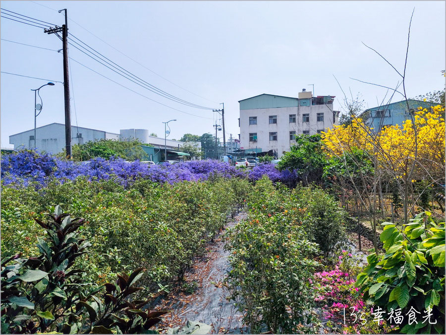 【南投風鈴木景點】黃花紫花浪漫對決～南投市《漳和社區快樂園》小而美的在地人賞花秘境｜南投錫葉藤景點｜南投賞花景點｜南投黃花風鈴木2025 @13&#039;s幸福食光