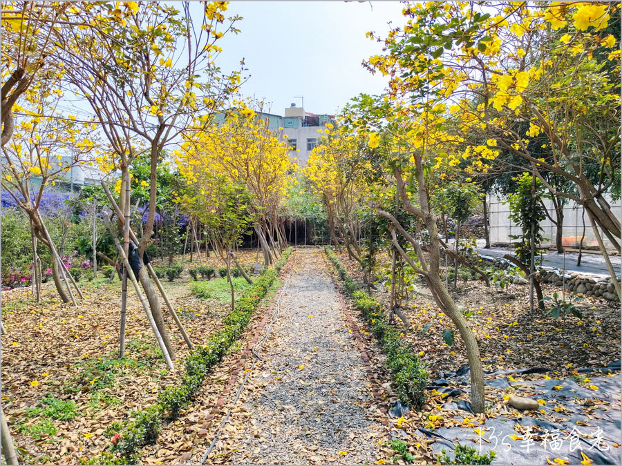 【南投風鈴木景點】黃花紫花浪漫對決～南投市《漳和社區快樂園》小而美的在地人賞花秘境｜南投錫葉藤景點｜南投賞花景點｜南投黃花風鈴木2025 @13&#039;s幸福食光