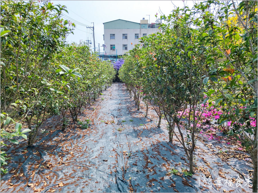 【南投風鈴木景點】黃花紫花浪漫對決～南投市《漳和社區快樂園》小而美的在地人賞花秘境｜南投錫葉藤景點｜南投賞花景點｜南投黃花風鈴木2025 @13&#039;s幸福食光