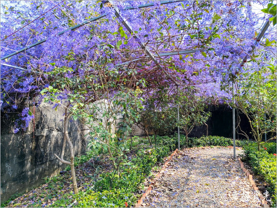 【南投風鈴木景點】黃花紫花浪漫對決～南投市《漳和社區快樂園》小而美的在地人賞花秘境｜南投錫葉藤景點｜南投賞花景點｜南投黃花風鈴木2025 @13&#039;s幸福食光