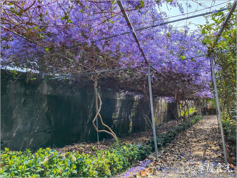 【南投風鈴木景點】黃花紫花浪漫對決～南投市《漳和社區快樂園》小而美的在地人賞花秘境｜南投錫葉藤景點｜南投賞花景點｜南投黃花風鈴木2025 @13&#039;s幸福食光