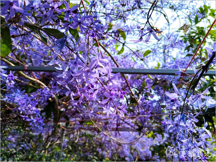 【南投風鈴木景點】黃花紫花浪漫對決～南投市《漳和社區快樂園》小而美的在地人賞花秘境｜南投錫葉藤景點｜南投賞花景點｜南投黃花風鈴木2025 @13&#039;s幸福食光