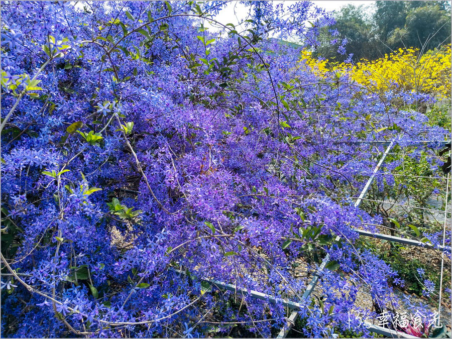 【南投風鈴木景點】黃花紫花浪漫對決～南投市《漳和社區快樂園》小而美的在地人賞花秘境｜南投錫葉藤景點｜南投賞花景點｜南投黃花風鈴木2025 @13&#039;s幸福食光