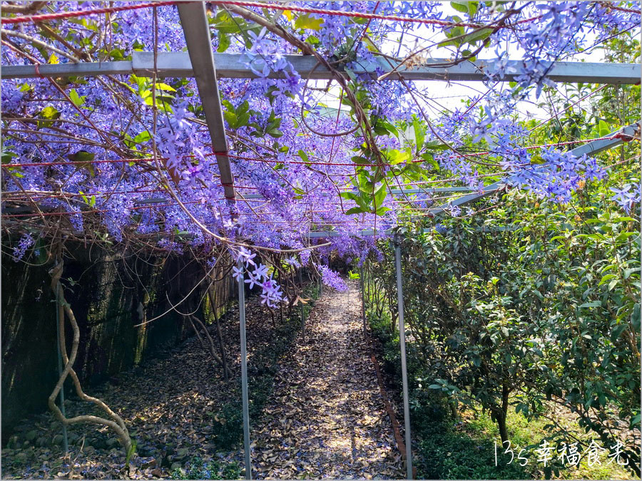 【南投風鈴木景點】黃花紫花浪漫對決～南投市《漳和社區快樂園》小而美的在地人賞花秘境｜南投錫葉藤景點｜南投賞花景點｜南投黃花風鈴木2025 @13&#039;s幸福食光