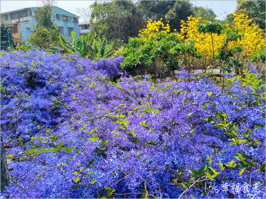 【南投風鈴木景點】黃花紫花浪漫對決～南投市《漳和社區快樂園》小而美的在地人賞花秘境｜南投錫葉藤景點｜南投賞花景點｜南投黃花風鈴木2025 @13&#039;s幸福食光