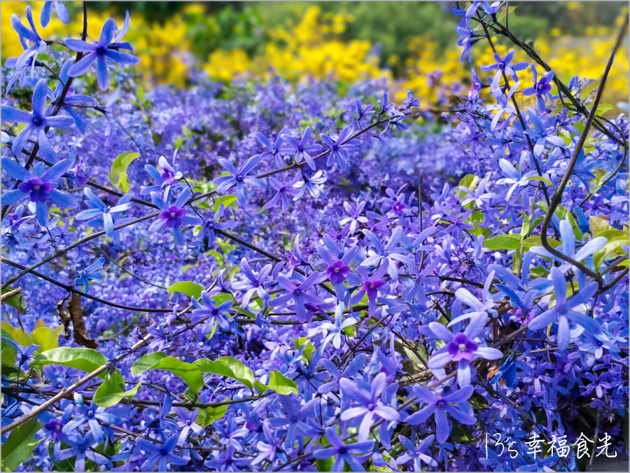 【南投風鈴木景點】黃花紫花浪漫對決～南投市《漳和社區快樂園》小而美的在地人賞花秘境｜南投錫葉藤景點｜南投賞花景點｜南投黃花風鈴木2025 @13&#039;s幸福食光