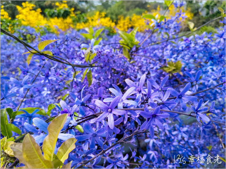 【南投風鈴木景點】黃花紫花浪漫對決～南投市《漳和社區快樂園》小而美的在地人賞花秘境｜南投錫葉藤景點｜南投賞花景點｜南投黃花風鈴木2025 @13&#039;s幸福食光