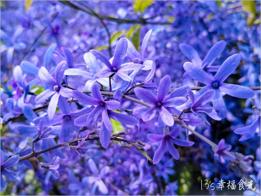 【南投風鈴木景點】黃花紫花浪漫對決～南投市《漳和社區快樂園》小而美的在地人賞花秘境｜南投錫葉藤景點｜南投賞花景點｜南投黃花風鈴木2025 @13&#039;s幸福食光