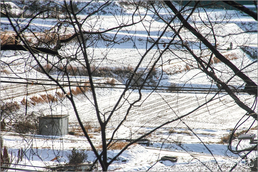 【長野旅遊景點】山谷之間藏著夢幻的童話雪世界~穿過迷幻的雪森林「地獄谷野猿公苑」.一起來看雪猴泡湯趣 - 第7張圖