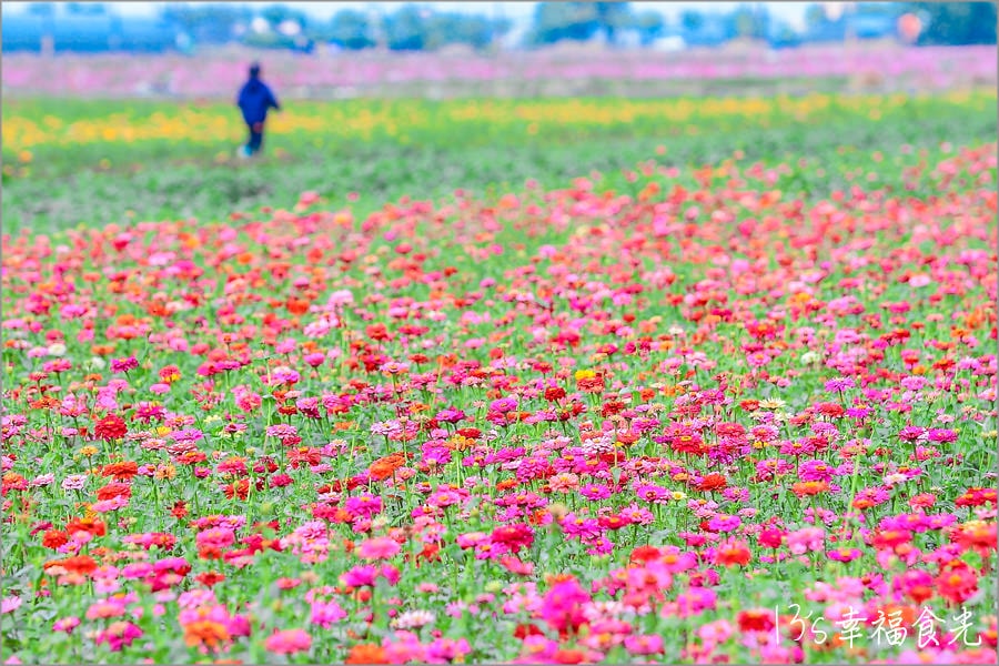 【嘉義花海節2019】彩虹花田再現《2019太保市花海節》~春節旅遊好去處嘉義一日遊看花趣 - 第7張圖