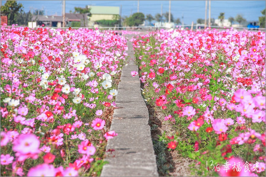 【嘉義花海節2019】彩虹花田再現《2019太保市花海節》~春節旅遊好去處嘉義一日遊看花趣 - 第14張圖
