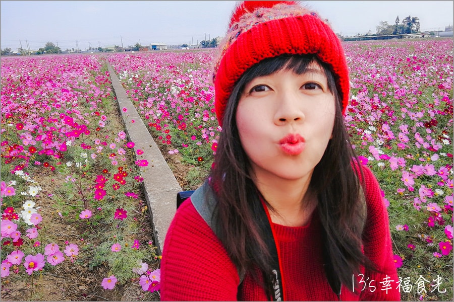 【嘉義花海節2019】彩虹花田再現《2019太保市花海節》~春節旅遊好去處嘉義一日遊看花趣 - 第21張圖