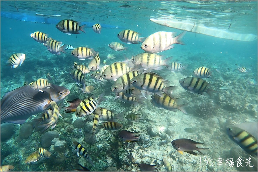 【薄荷島潛水】世界級潛水天堂~「巴里卡薩大斷層(Balicasag Island)」海底斷面秀震撼你的心和眼 - 第14張圖