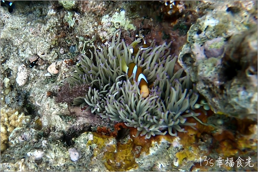 【薄荷島潛水】世界級潛水天堂~「巴里卡薩大斷層(Balicasag Island)」海底斷面秀震撼你的心和眼 - 第21張圖