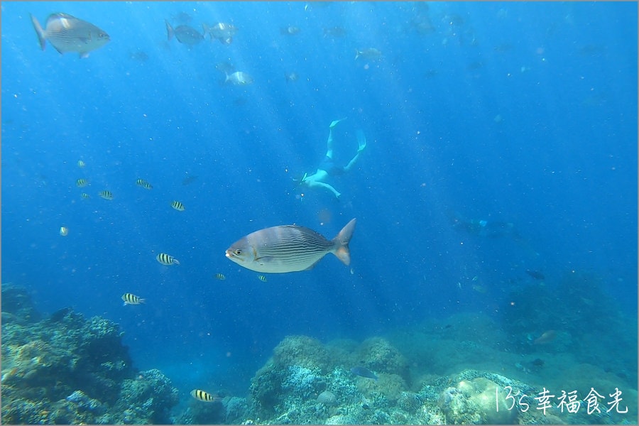 【薄荷島潛水】世界級潛水天堂~「巴里卡薩大斷層(Balicasag Island)」海底斷面秀震撼你的心和眼 - 第28張圖